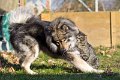 hugo_speedy (21)
